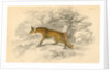 Common or red fox (Vulpes vulpes), 1828 by Unknown