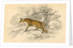 Common or red fox (Vulpes vulpes), 1828 by Unknown