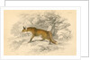 Common or red fox (Vulpes vulpes), 1828 by Unknown