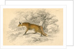 Common or red fox (Vulpes vulpes), 1828 by Unknown
