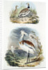Bustards, 1835 by Unknown