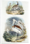 Bustards, 1835 by Unknown