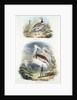 Bustards, 1835 by Unknown