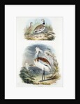Bustards, 1835 by Unknown