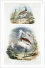 Bustards, 1835 by Unknown