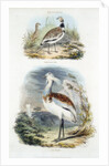 Bustards, 1835 by Unknown