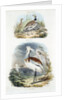 Bustards, 1835 by Unknown
