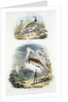 Bustards, 1835 by Unknown