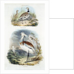 Bustards, 1835 by Unknown