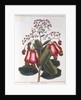 Cashew nut - Anacardium occidentale, c1798 by Unknown