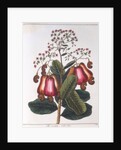 Cashew nut - Anacardium occidentale, c1798 by Unknown