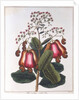 Cashew nut - Anacardium occidentale, c1798 by Unknown