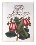 Cashew nut - Anacardium occidentale, c1798 by Unknown