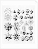 Regular geometrical solids of various types, 1619 by Unknown