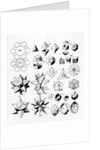 Regular geometrical solids of various types, 1619 by Unknown