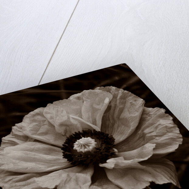 Papaver orientale by Philip Smith