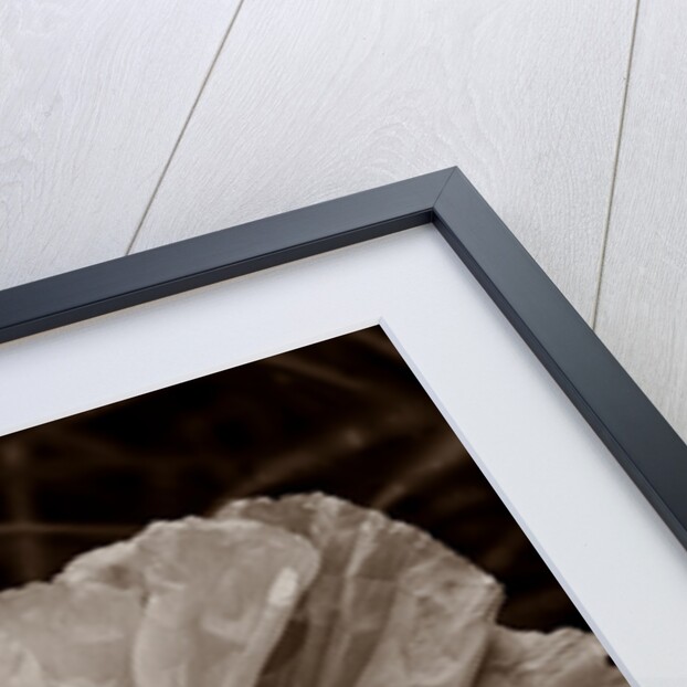 Papaver orientale by Philip Smith