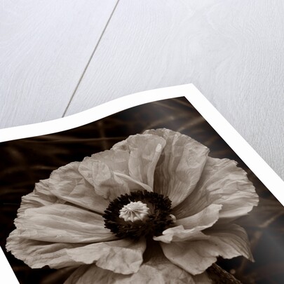 Papaver orientale by Philip Smith