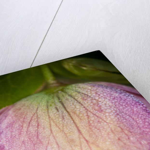 Helleborus orientale by Philip Smith