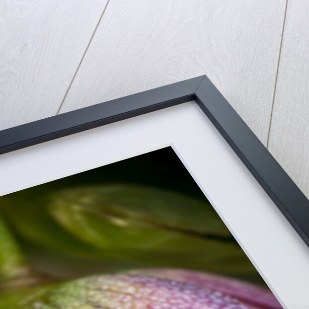 Helleborus orientale by Philip Smith