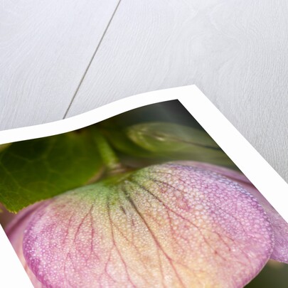 Helleborus orientale by Philip Smith