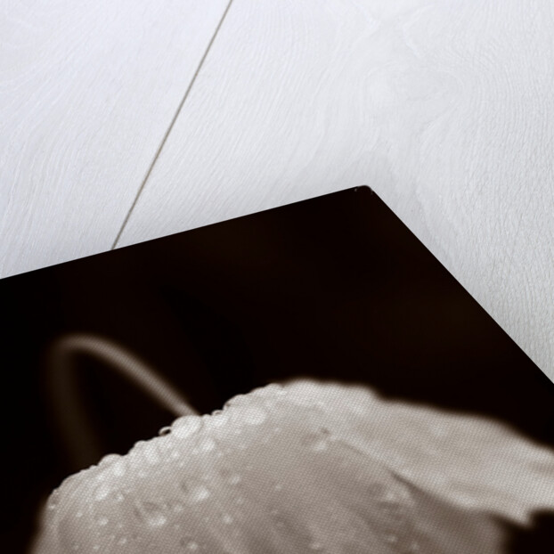 Welsh poppy by Philip Smith