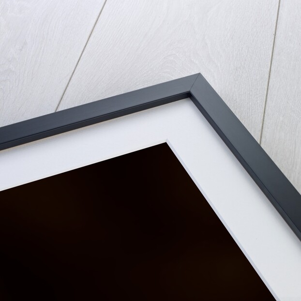 Welsh poppy by Philip Smith