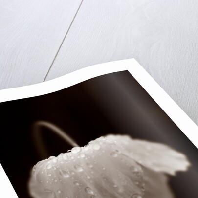 Welsh poppy by Philip Smith