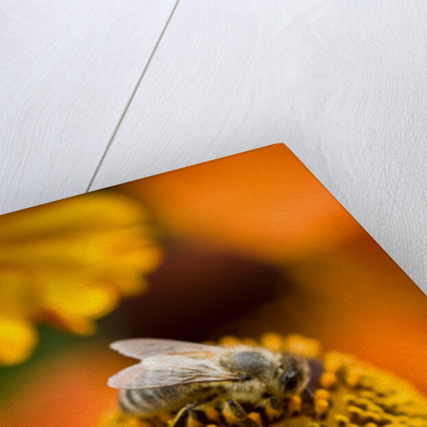 Bee on Helenium by Philip Smith