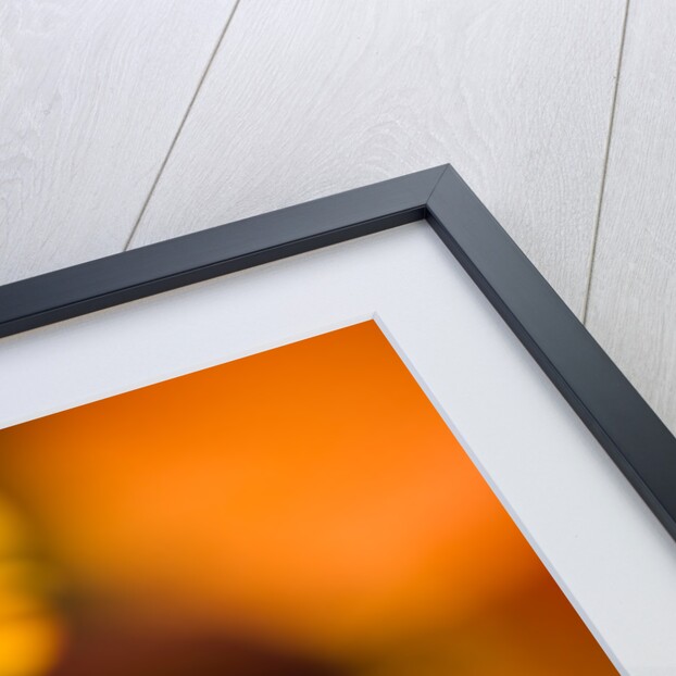 Bee on Helenium by Philip Smith