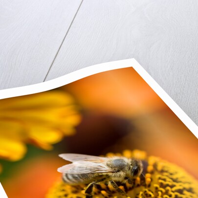 Bee on Helenium by Philip Smith