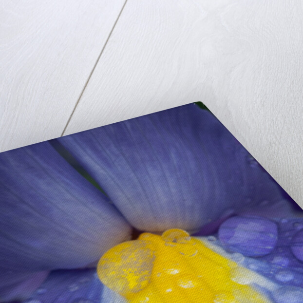 Blue dutch iris by Philip Smith