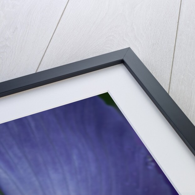 Blue dutch iris by Philip Smith