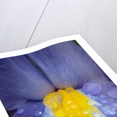 Blue dutch iris by Philip Smith