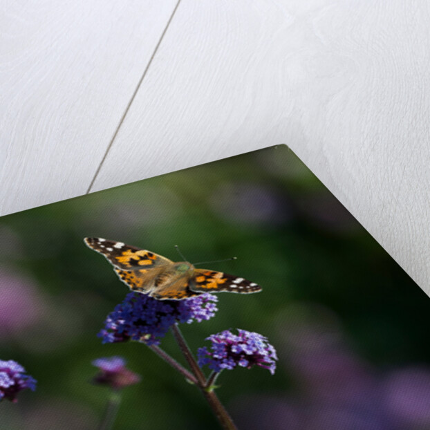 Painted Lady by Philip Smith