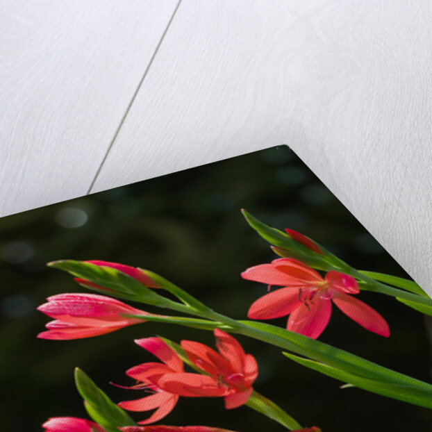 Kaffir Lily by Philip Smith