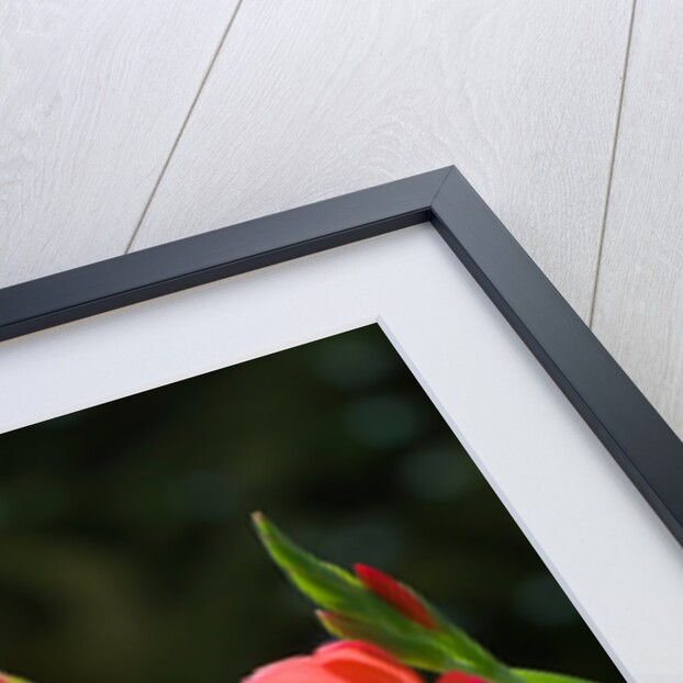 Kaffir Lily by Philip Smith