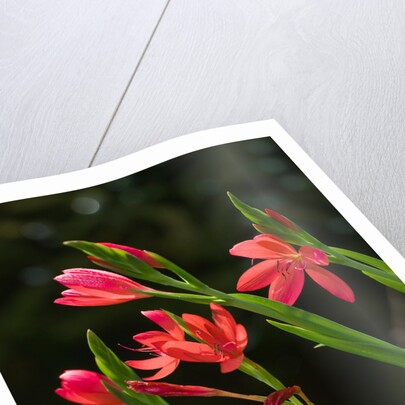 Kaffir Lily by Philip Smith