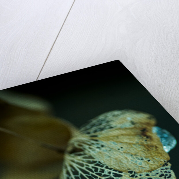 Hydrangea in Winter by Philip Smith