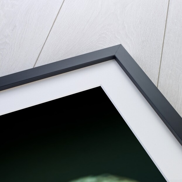 Hydrangea in Winter by Philip Smith