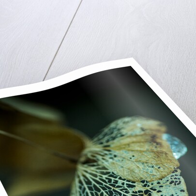 Hydrangea in Winter by Philip Smith