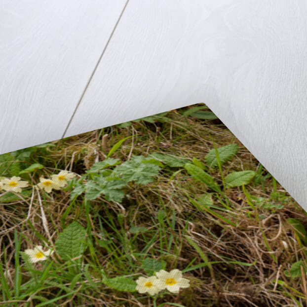 Spring Hedgerow by Philip Smith