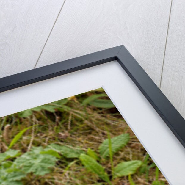 Spring Hedgerow by Philip Smith