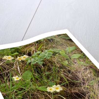 Spring Hedgerow by Philip Smith