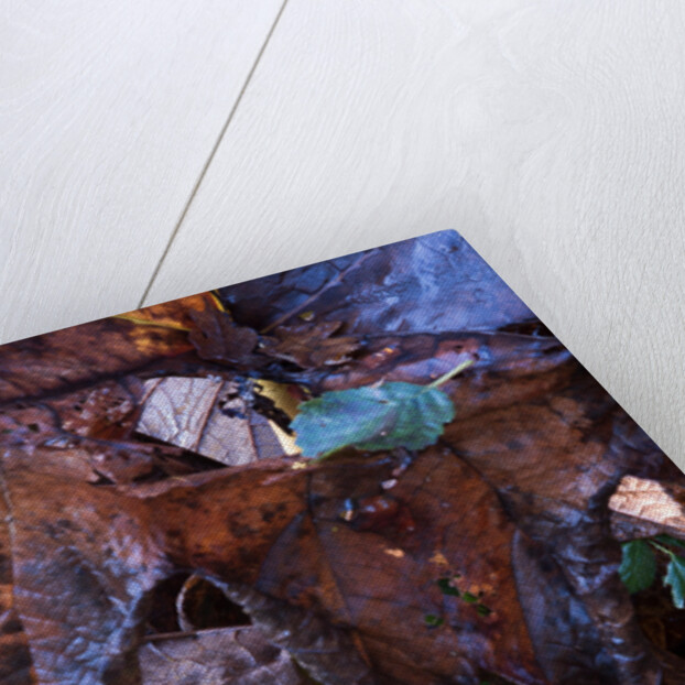 Rodgersia in Winter by Philip Smith