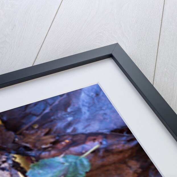 Rodgersia in Winter by Philip Smith