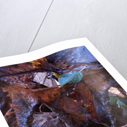 Rodgersia in Winter by Philip Smith