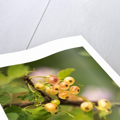 White Berries by Philip Smith