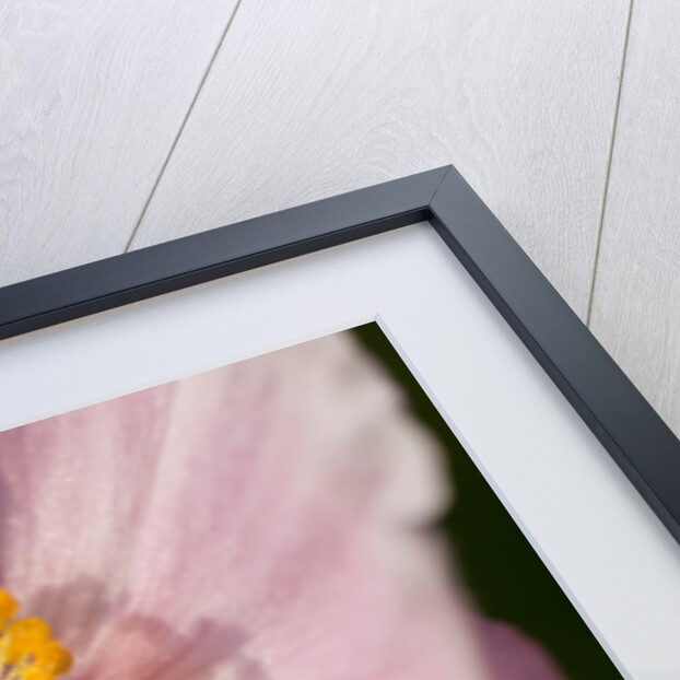 Japanese Anemone by Philip Smith