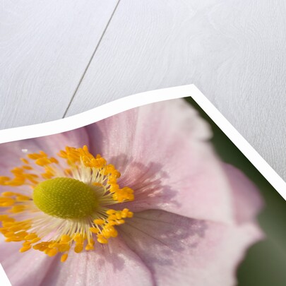 Japanese Anemone by Philip Smith
